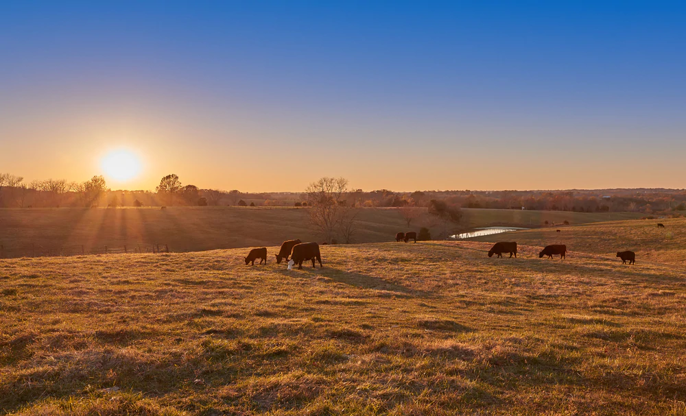 Know Where Your Food Comes From | Farm Foods